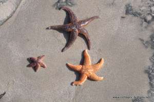 starfish.JPG
