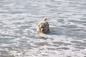 Labrador Emile loves to go swimming on La Palue beach