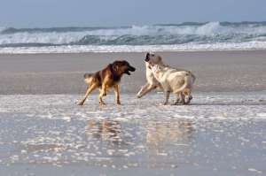 Three dogs playing on the beach La Palue