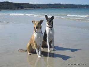 Dogs on Brittany beach